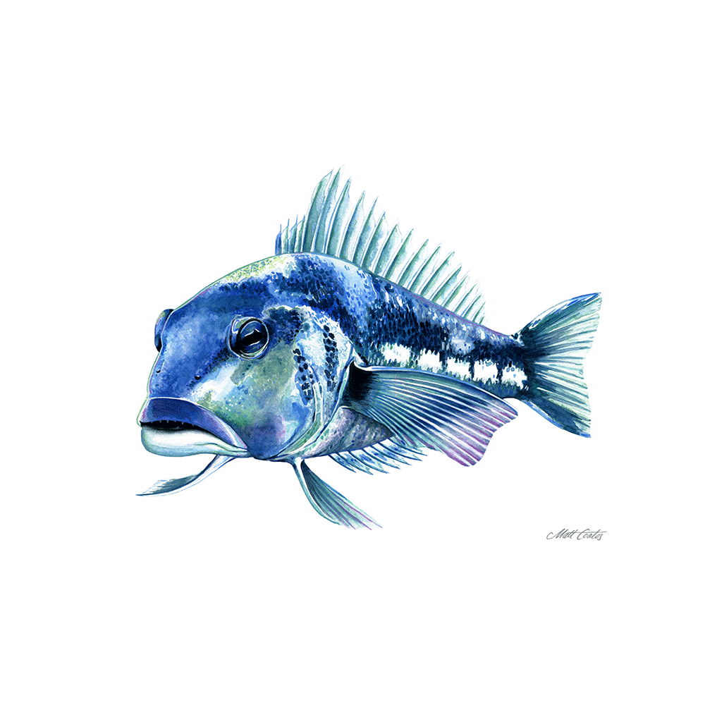 'Blue Cod' A4 Print