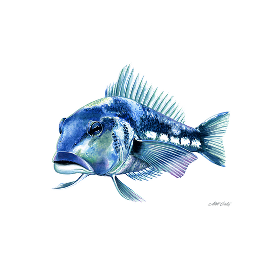 'Blue Cod' A4 Print