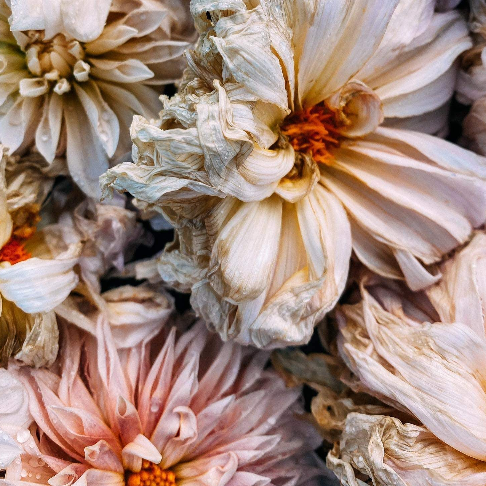 Dahlias - Rachael Brown Photography