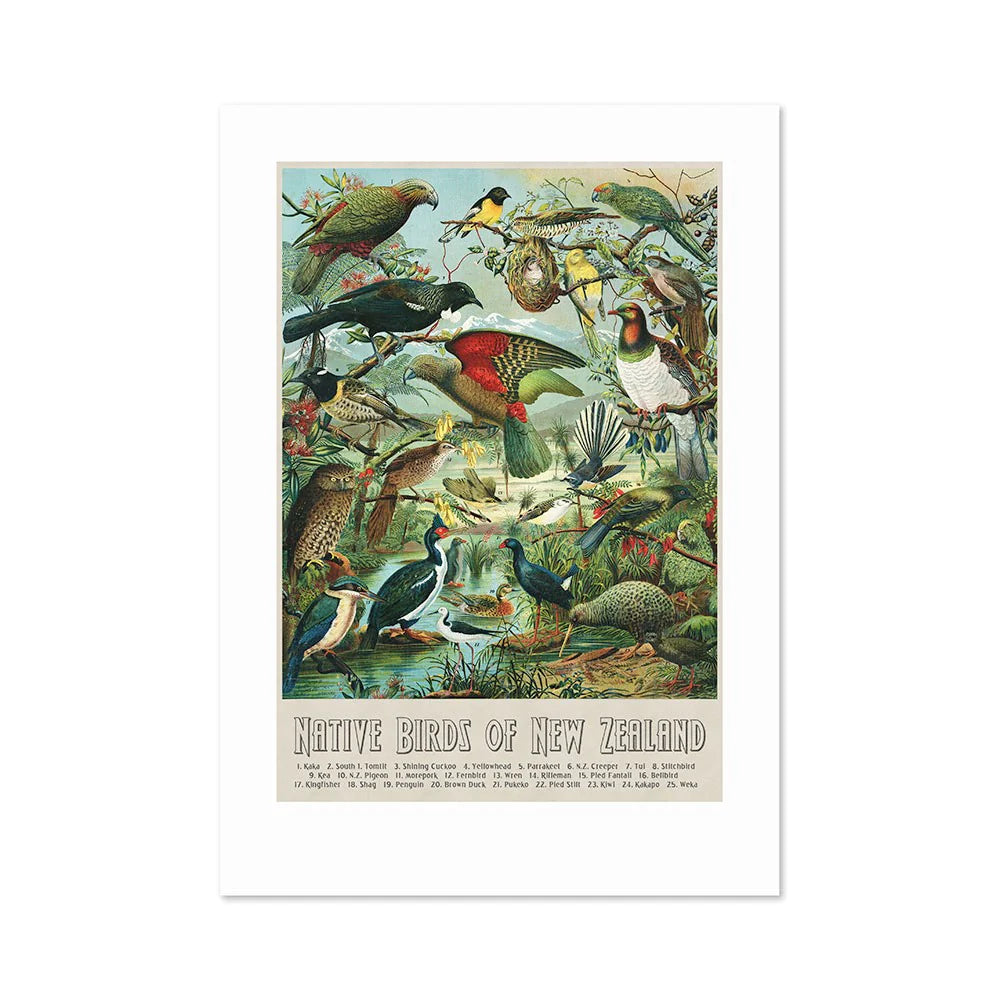 "Native Birds of New Zealand" vintage Buller’s Birds art print