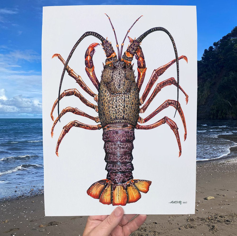 Matt Coates | 'Big Red' Crayfish