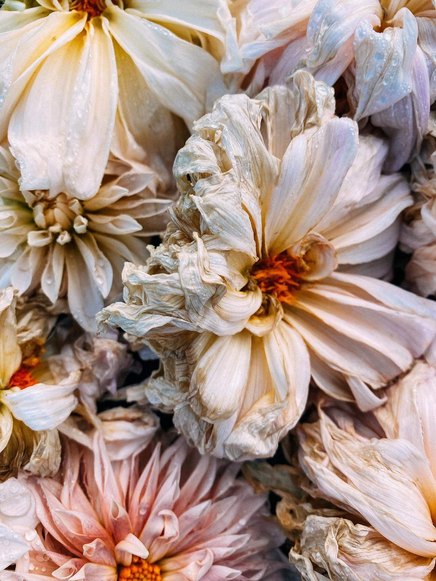 Dahlias - Rachael Brown Photography