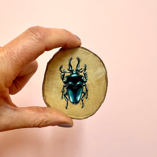 Wood Slice Beetle | J E Currie