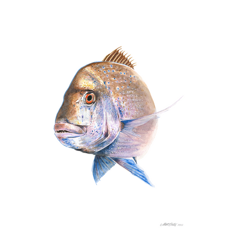 'Old Bronzy' Snapper