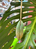 Leaf Pendant | West Coast Pounamu