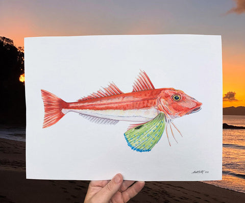 'Red Gurnard' A4 Print