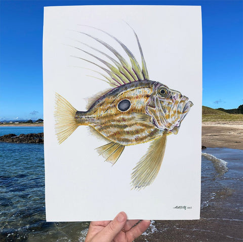 John Dory' A4 Print