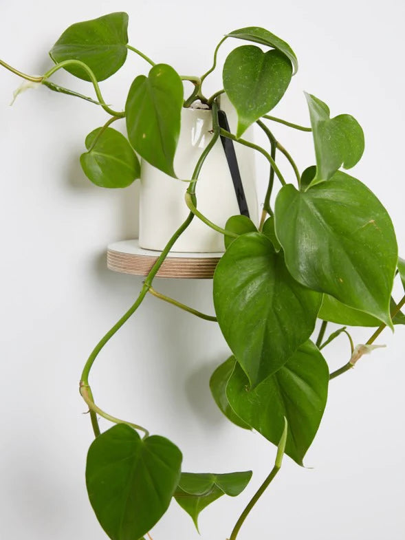 Round Floating Shelf | Black or White