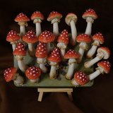 Mushroom Magnets
