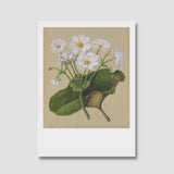 Sarah Featon Mount cook Lily print