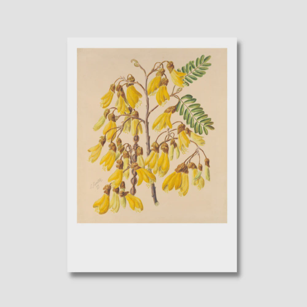 Sarah Featon | Kowhai Print